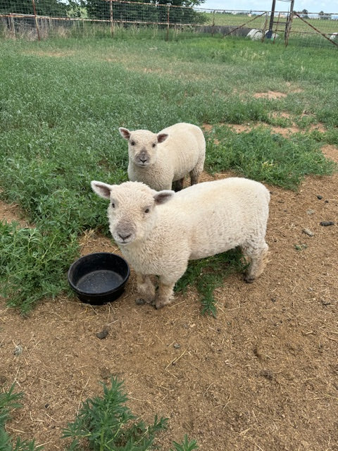 meet our new baby doll sheep - Dolly & Baarbie